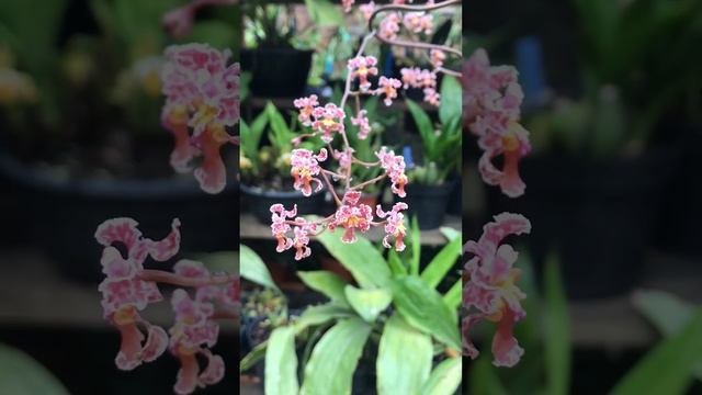 Orquídea Trichocentrum Sp