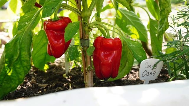 7 NON-SPICY Peppers To Grow This Year смотреть онлайн
