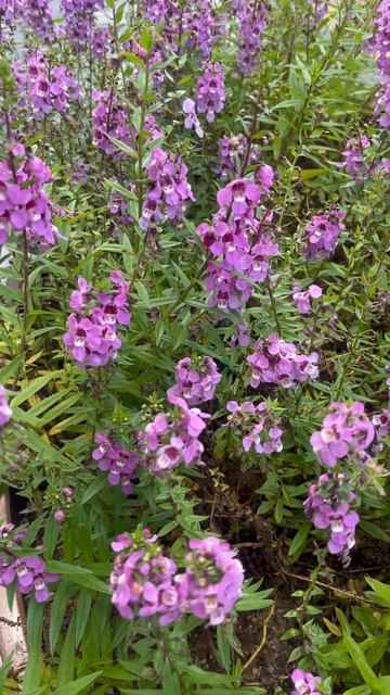 안젤로니아 꽃 원예종 꿀풀목 현삼과 안젤로니아속 꽃말 천사의 얼굴 꽃색깔이 자주,분홍,흰색,보라 등 다양함 смотреть онлайн