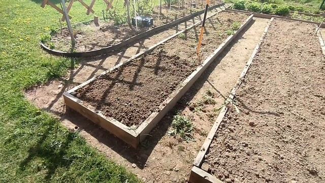 Пересадили петрушку и кинзу из теплицы на улицу смотреть онлайн