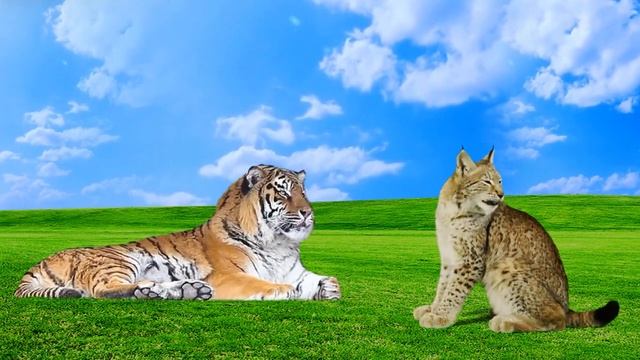 Тигр и рысь смотреть онлайн