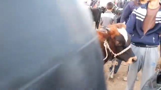 Фаргона В Багдод Мол Бозори. | Fargona V Bagdod Mol Bozori.