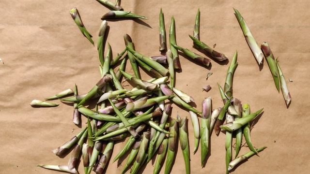 Foraging Wild Edibles (Roasted Hosta Shoots Recipe) смотреть онлайн