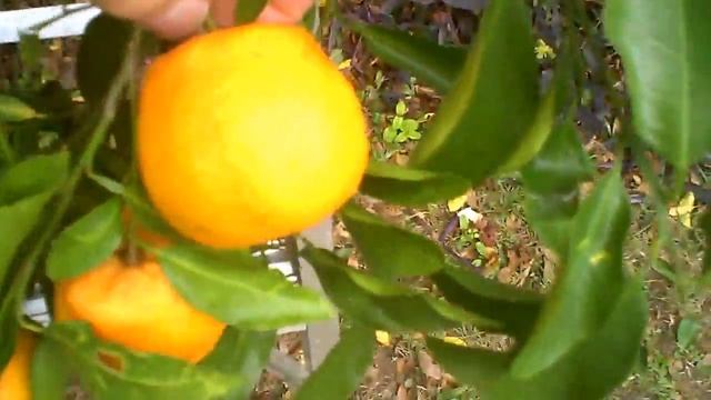 Citrus Greening (Huanglongbing or HLB) in Ponkan, Gainesville, Fl 1/8/2014 смотреть онлайн