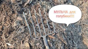 Чем мульчировать голубику. Самый лучший и не дорогой способ.