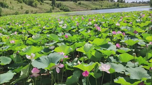 Белгород. Лотосы зацвели в Быковском пруду. 23 июля 2024 год смотреть онлайн