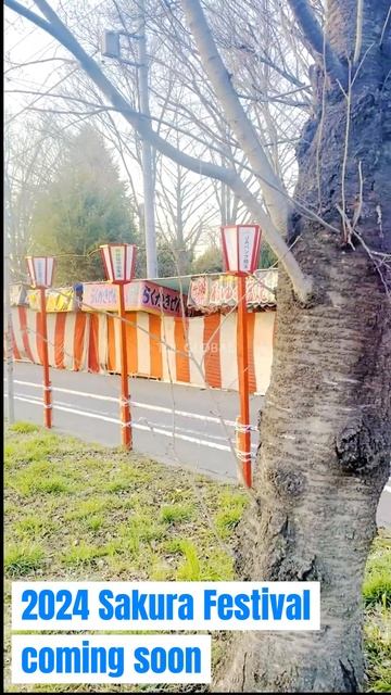 2024#sakura festival coming soon #さくら＃お祭りTDL GLOBAL #japan #sakura #trending #viral#foryoupage🌸🌸🌸 смотреть онлайн