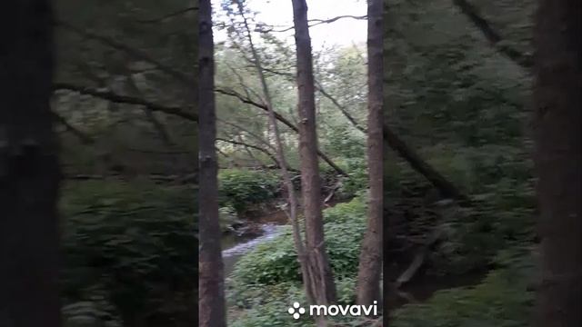 #Велопоход в #лес к #озеру.🙋♀️🌲🌳🚵♂️🚵♀️#Сосиски на #костре.🌭🔥🌞 смотреть онлайн