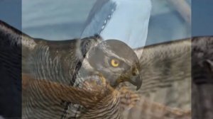 Дагмара   Сокол