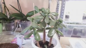 ТОЛСТЯНКА! ОБРЕЗКА и ПЕРЕСАДКА молодого растения!