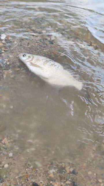 Нефотогеничный дельфин 🐬 смотреть онлайн