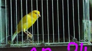 Певчая канарейка
Ватерслагер
Малинуа
Бельгийская певчая