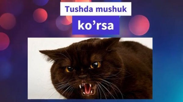 Tushda mushuk | Тушда мушук