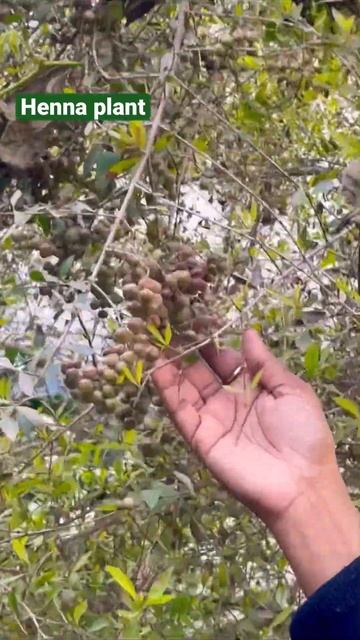 🌱Henna plant 🌱 #youtubeshorts #shortsvideo #shortsyoutube #shorts #plantlovers #plantshorts смотреть онлайн