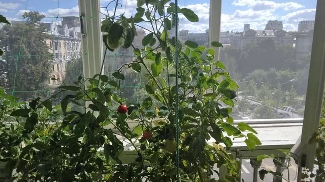 РЕШЕНИЕ отсутствия завязи томатов в условиях жары 5 смотреть онлайн