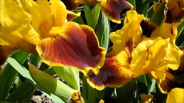 Brat Zabudka. Правдивий’12. Брат Забудька Карликовий ірис смотреть онлайн