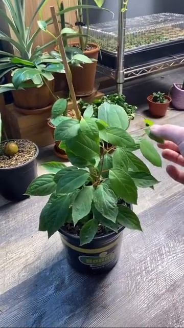 #stitch with @mtplanters growing kiwi 🥝 #planttok #planttiktok #garden #indoorgarden #kiwi смотреть онлайн