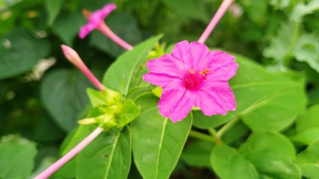 Mirabilis Jalapa (Marvel of Peru) - Enjoy Beautiful Flowers смотреть онлайн