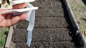 Как правильно сажать морковь на ленте чтобы быстро взошла