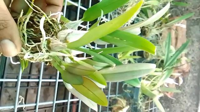 Dendrobium വമ്പിച്ച വിലക്കുറവിൽ ₹60/മലയാളം/All over India delivery possible/ смотреть онлайн