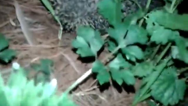 Ооочень злой ёжик))) смотреть онлайн