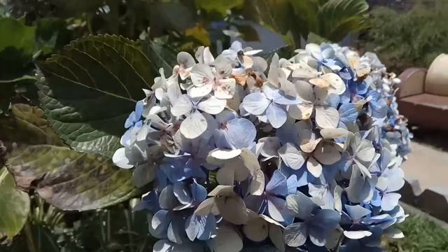 Indahnya bunga Hortensia (Hydrangea) / kembang Bokor / bunga Masamba di gunung Prao Dieng смотреть онлайн