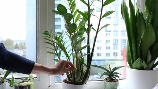 Flower Vlog #simplelife #flowervlog #homeplant смотреть онлайн
