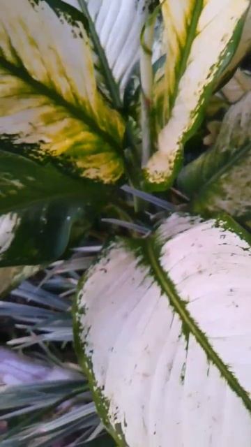 Dieffenbachia❤️Dumb Cane #shorts #dieffenbachia #plants #nature смотреть онлайн