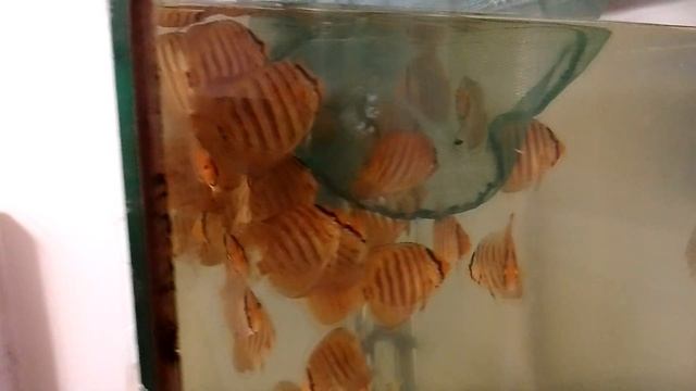 Малек дискуса смотреть онлайн