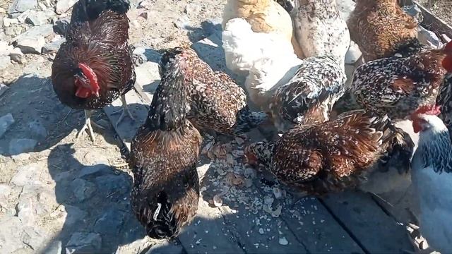 ЦЫПЛЯТА ВЫЛУПИЛИСЬ во Время. ЛИВЕНСКАЯ СИТЦЕВАЯ красота! смотреть онлайн