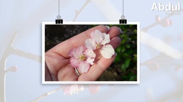 5 ดอกไม้ที่มีชื่อเสียงในญี่ปุ่นและพิกัด смотреть онлайн