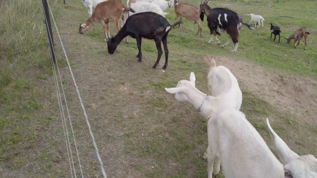 Я КОЗА смотреть онлайн