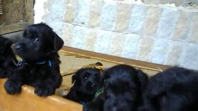 PUPPIES. ROMAN-KOSH VENECII. 34 DAYS.AVI смотреть онлайн