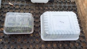 Петуния. Почему не укореняются черенки. 02.05.2024г.