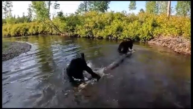 МЕДВЕДИ КУСАЮТСЯ,РАСЧИЩАЮТ РЕКУ, ИГРАЮЧИ МОГУТ ПРИДАВИТЬ. ПАМЯТИ МИХАИЛА ЮРЬЕВИЧА. смотреть онлайн