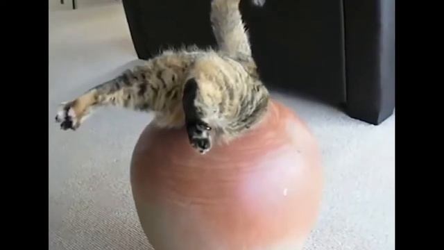 ЛЮТЫЕ ПРИКОЛЫ Смешное видео Шутки с котами - Сочные шутки (2019) МатроскинТВ смотреть онлайн