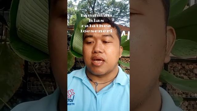 tanaman hias calathea loeseneri смотреть онлайн
