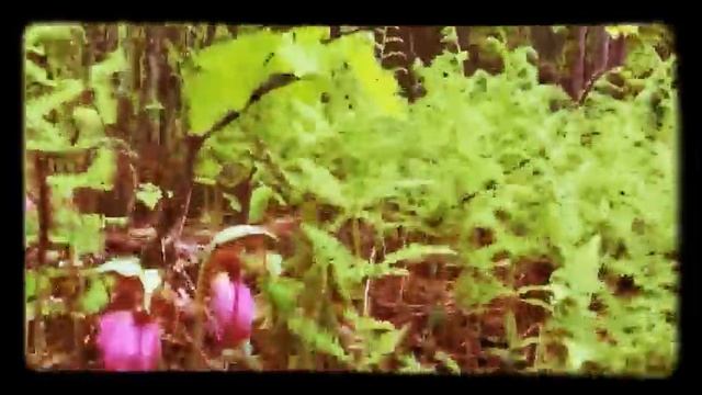 Pink Lady Slipper Orchids Are In Bloom Here смотреть онлайн