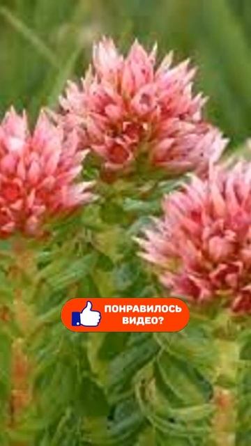 НЕИЗВЕСТНАЯ красная щётка. Сибирское здоровье. смотреть онлайн