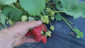 Клубника Москова, поздний крупноплодный сорт!