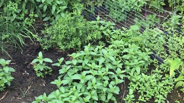 Cẩm Tú Cầu (Hydrangea), Hoa Bươm Bướm (Butterfly Flower), Hoa Lồng Đèn (Chinese Lantern) - Nga USA смотреть онлайн