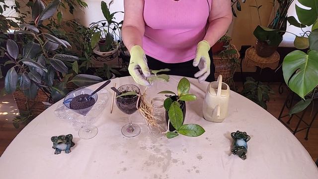How to Transplant Plants Rooted in Water (Part 1) смотреть онлайн