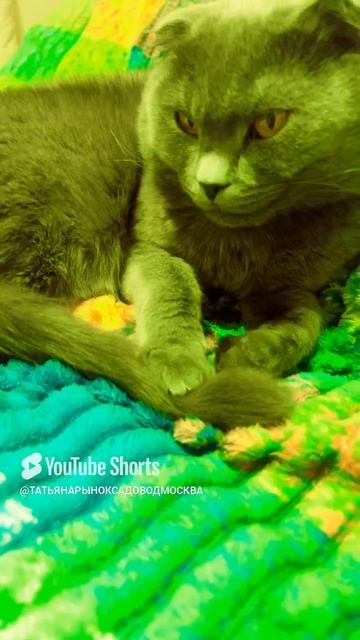 🔴КОТ СМОКИ🔴 смотреть онлайн