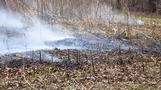 2014 Prescribed Burns at Washington and Riverside Parks смотреть онлайн