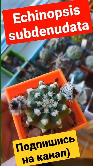 Echinopsis subdenudata #cactus #кактусы #подпишись #subscribe #shorts #trending #cute #like смотреть онлайн