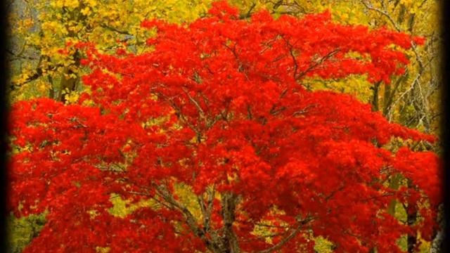 ocen смотреть онлайн