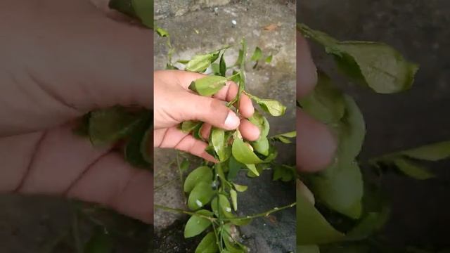 poda na laranjeira tangerina para resolver o problema da mosca branca #shorts смотреть онлайн