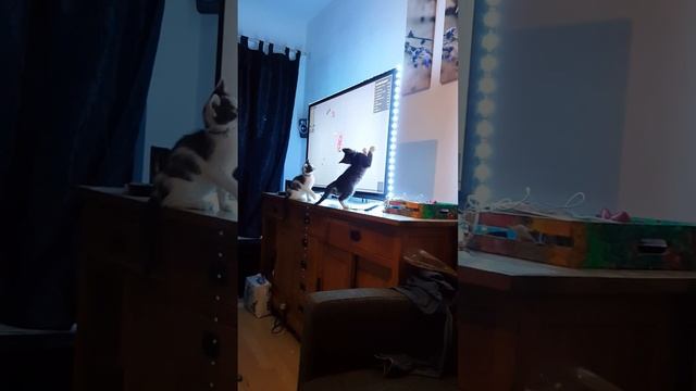 funny cats doblons.io смотреть онлайн