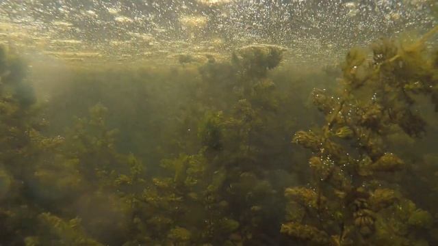 Aquarium Plants in the Wild: Hornwort смотреть онлайн