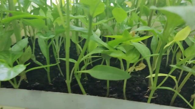 Рассада перца хорошая смотреть онлайн